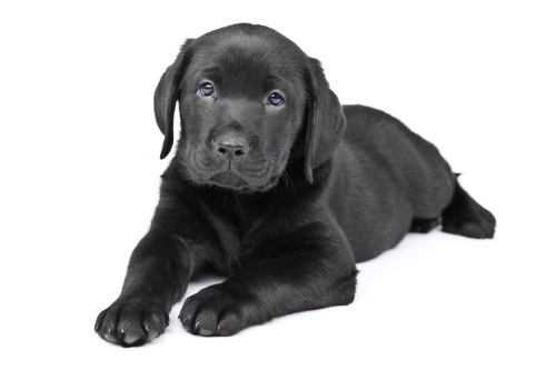 Charming puppy labrador on a white background