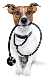 general-health-policies-dog-stethescope